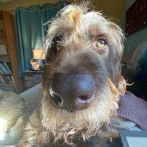 Meet your Posher, Ann